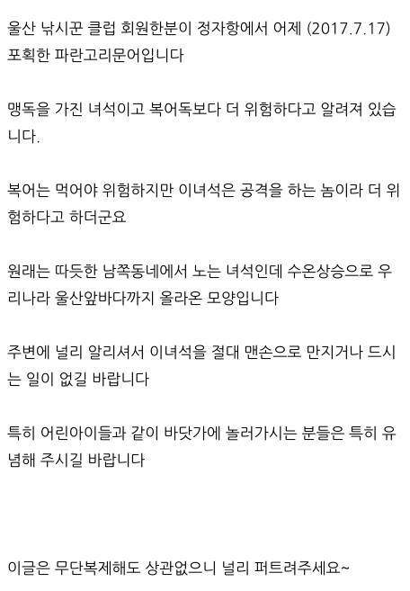 울산 파란 고리 문어 등장.jpg