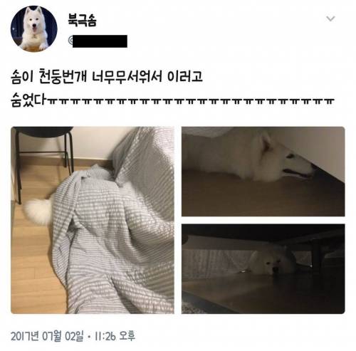 천둥번개가 무서운 멍뭉이