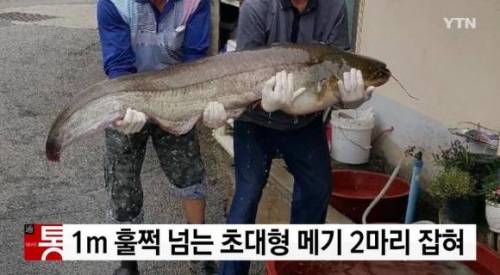 초대형 메기2마리(in 청주).jpg