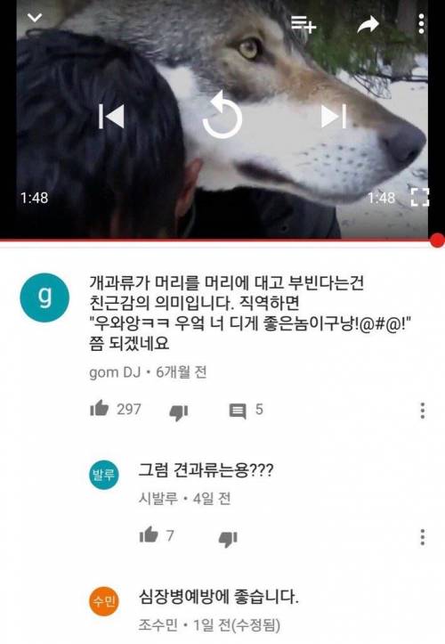 개과류가 머리를 부비는 건.jpg