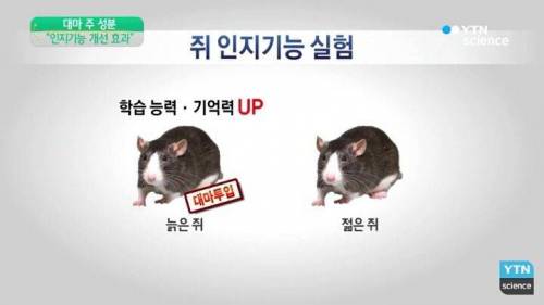 대마 실험 결과.jpg