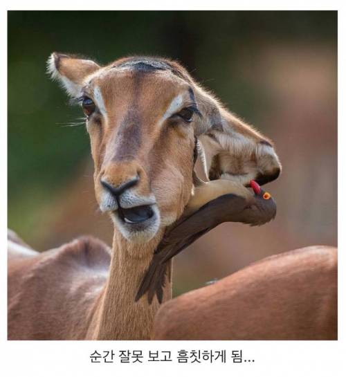 흠칫하게 되는 사진.jpg