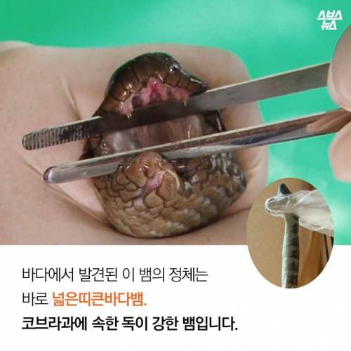 해수온도 상승으로 부산에 출몰하게 된 바다뱀.jpg