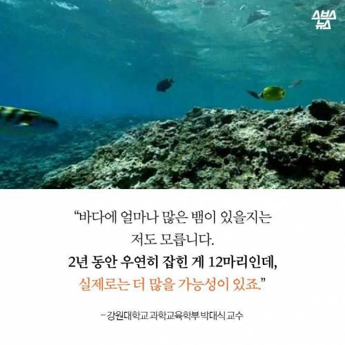 해수온도 상승으로 부산에 출몰하게 된 바다뱀.jpg