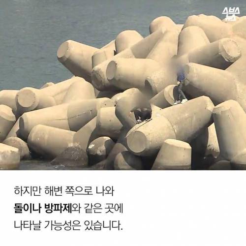 해수온도 상승으로 부산에 출몰하게 된 바다뱀.jpg