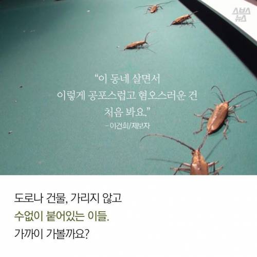 도봉구 밤거리를 점령한 생명체.jpg