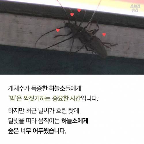 도봉구 밤거리를 점령한 생명체.jpg