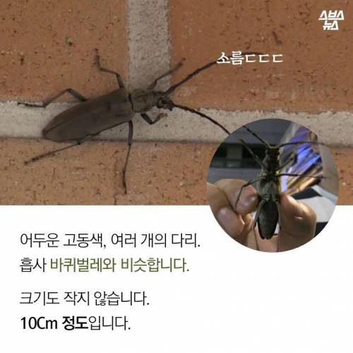 도봉구 밤거리를 점령한 생명체.jpg