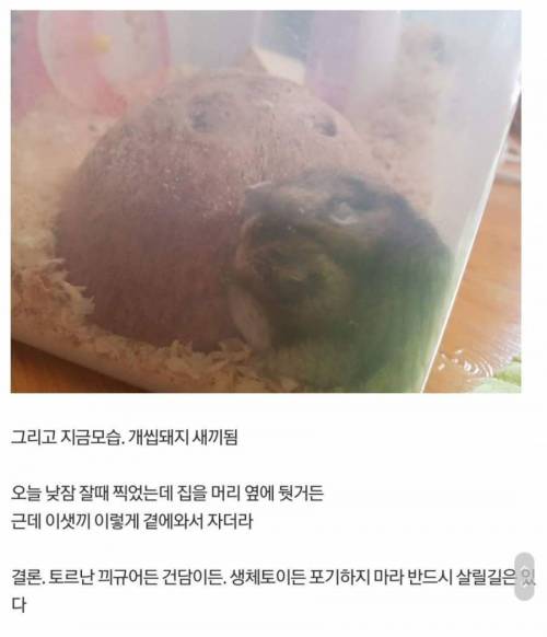 수의사도 못한걸 해낸 디씨인.jpg