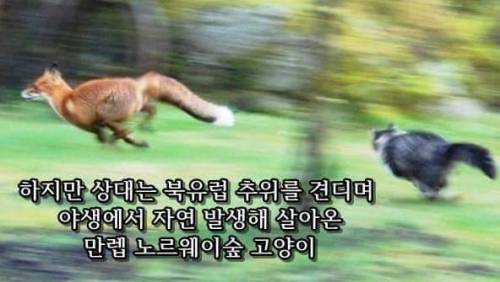 먹잇감이 없자 냥이를 사냥감으로 노린 여우