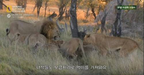 고양이가 사람과 살게 된 이유.jpg