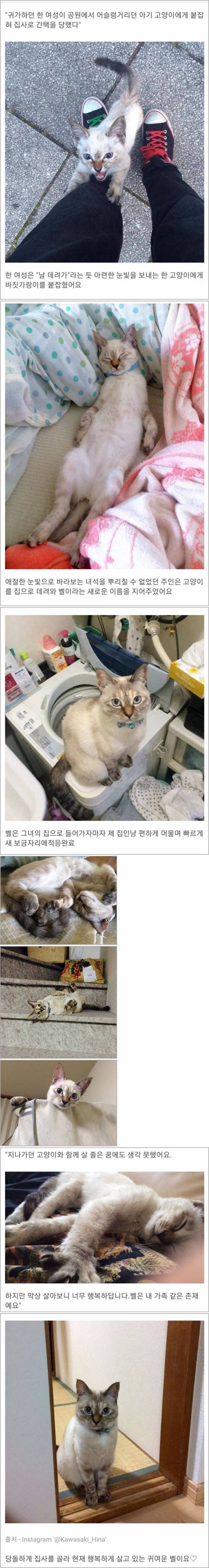 길가의 냥이에게 간택당한 집사..jpg