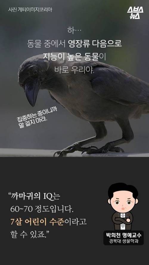 지금까지 알려진 까마귀의 지능.jpg