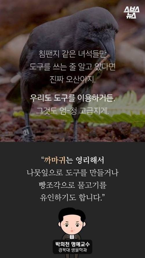 지금까지 알려진 까마귀의 지능.jpg