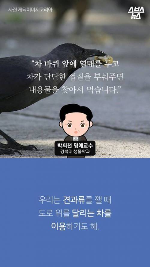 지금까지 알려진 까마귀의 지능.jpg