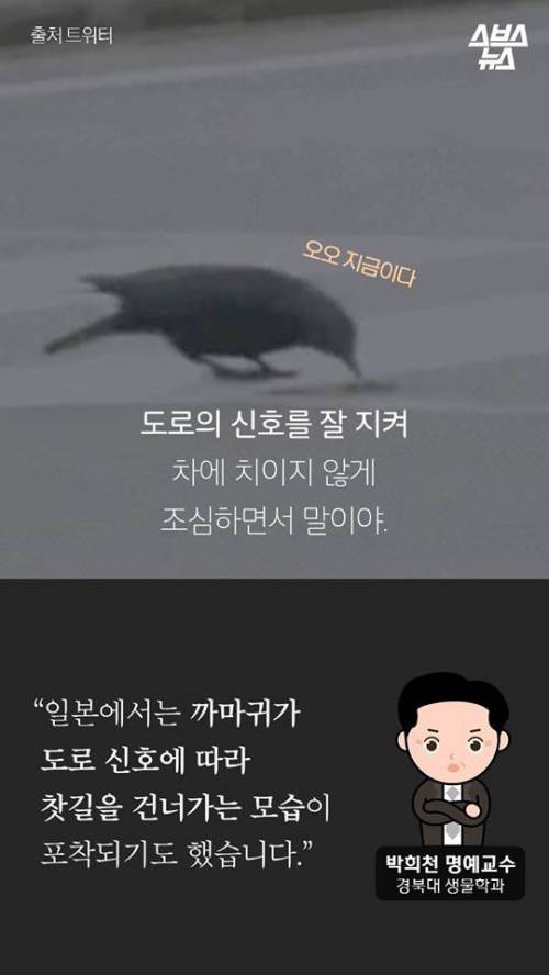 지금까지 알려진 까마귀의 지능.jpg