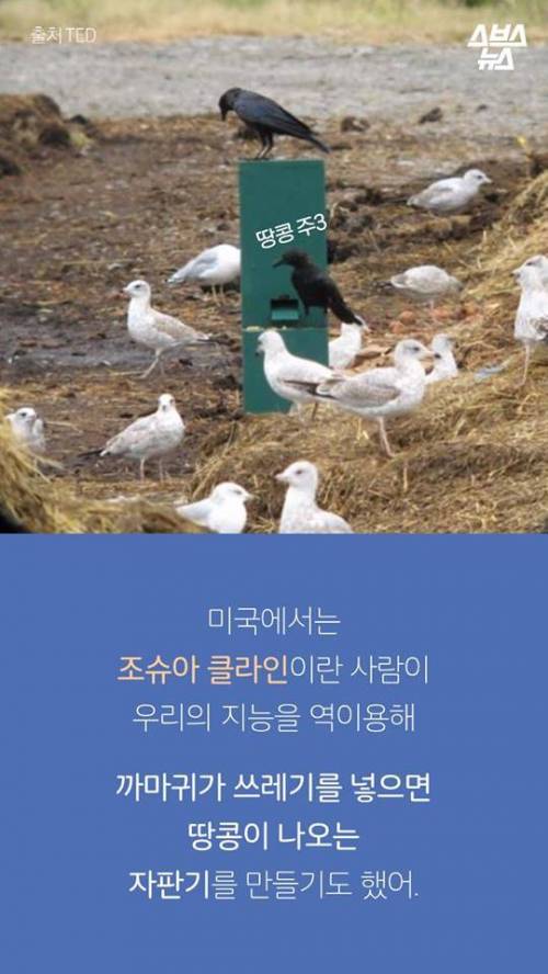 지금까지 알려진 까마귀의 지능.jpg