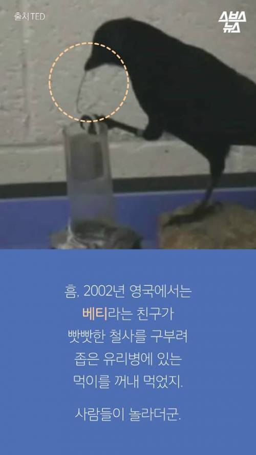 지금까지 알려진 까마귀의 지능.jpg