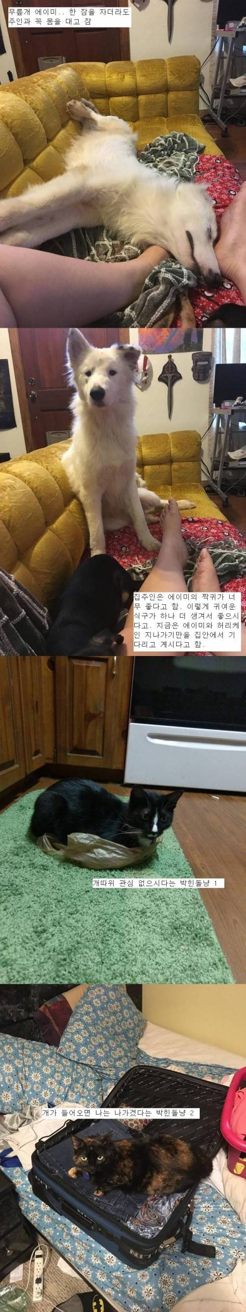 허리케인 어마가 맺어준 인연.jpg