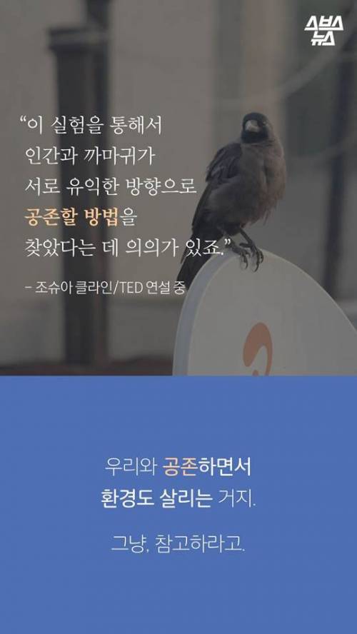 지금까지 알려진 까마귀의 지능.jpg