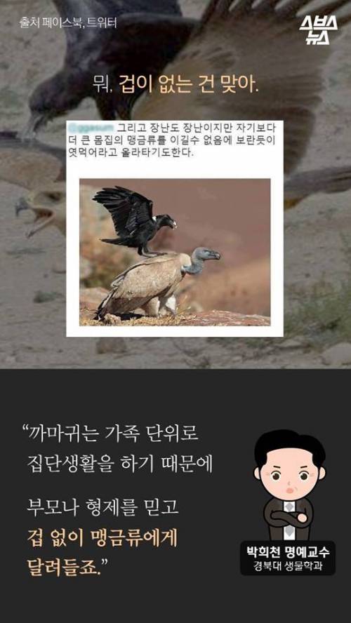 지금까지 알려진 까마귀의 지능.jpg