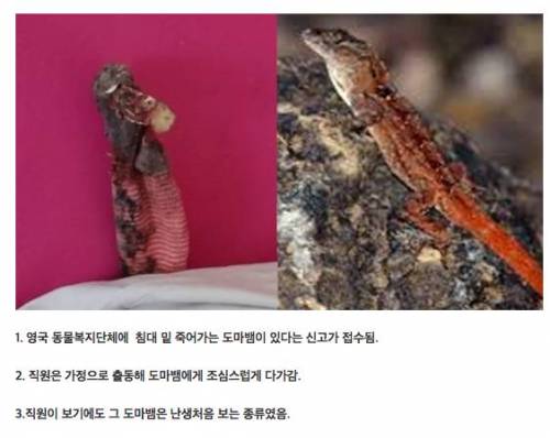 긴급 구조된 도마뱀의 실체.jpg