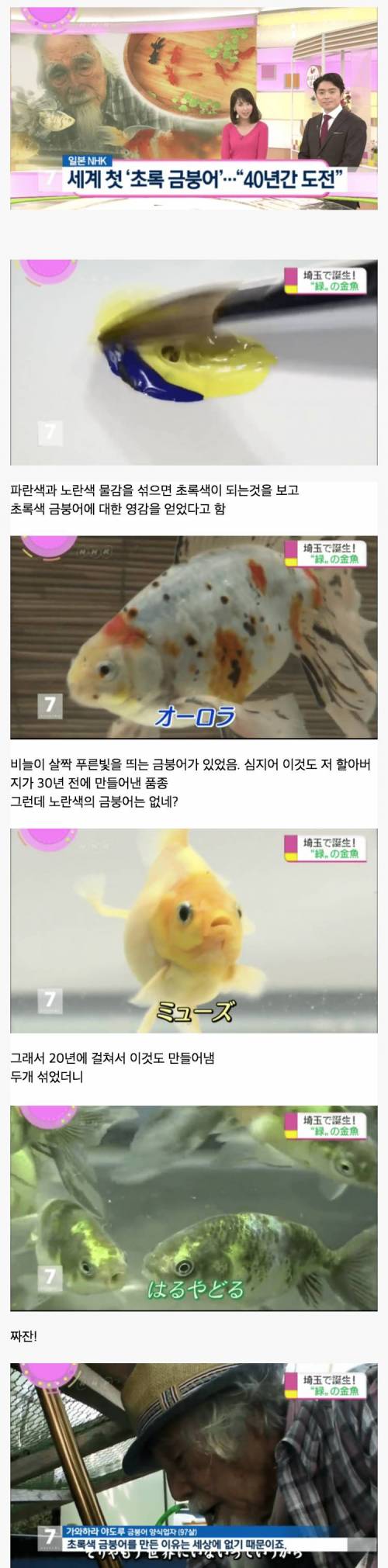 일본인이 최초로 탄생시킨 초록색 금붕어.jpg