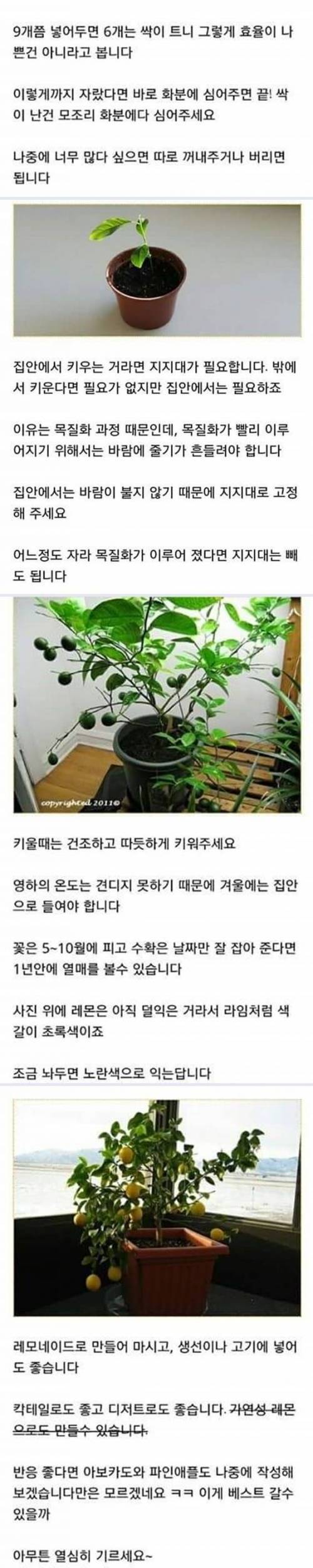 집에서 레몬나무 키우는 방법.jpg