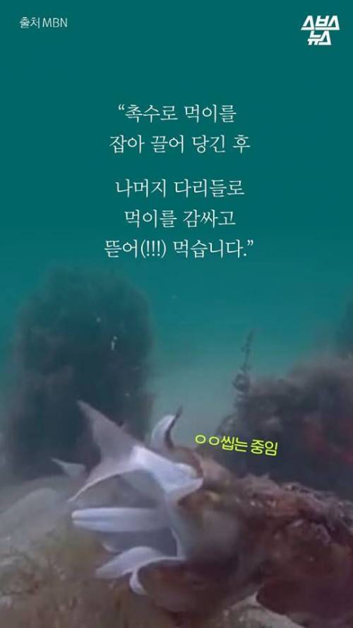 오징어 사서 배 갈랐는데.jpg