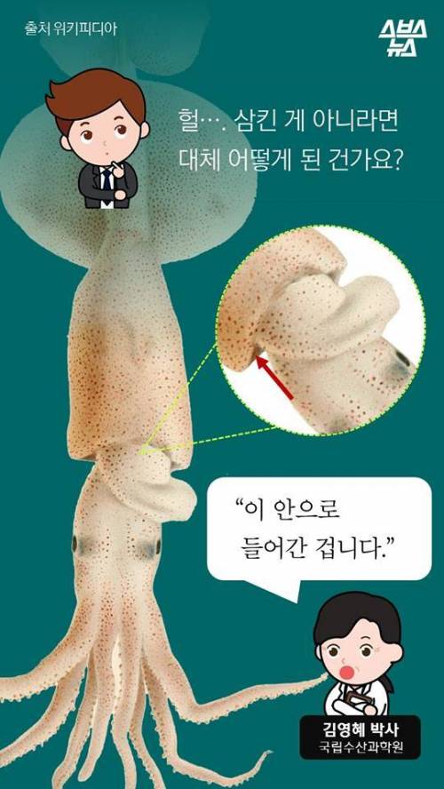 오징어 사서 배 갈랐는데.jpg