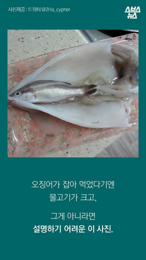 오징어 사서 배 갈랐는데.jpg