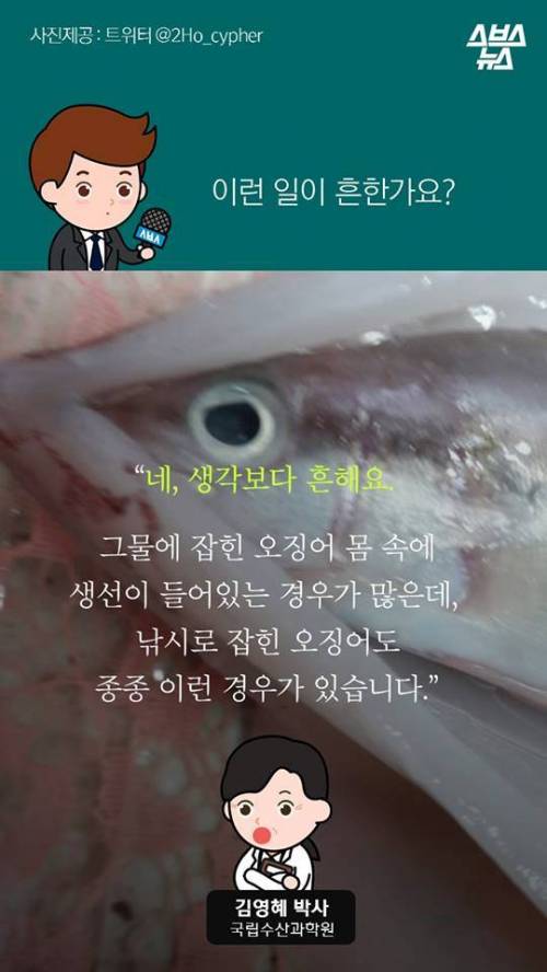 오징어 사서 배 갈랐는데.jpg