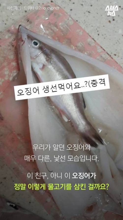 오징어 사서 배 갈랐는데.jpg