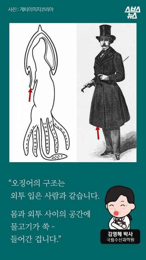 오징어 사서 배 갈랐는데.jpg