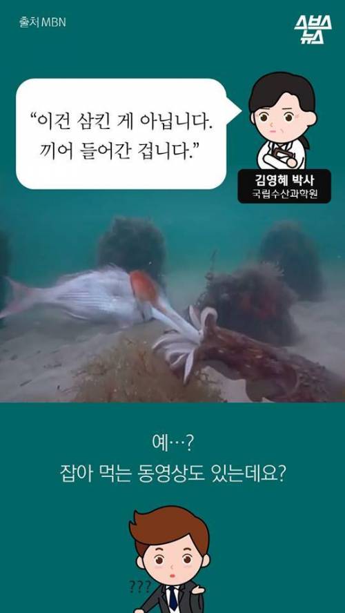 오징어 사서 배 갈랐는데.jpg