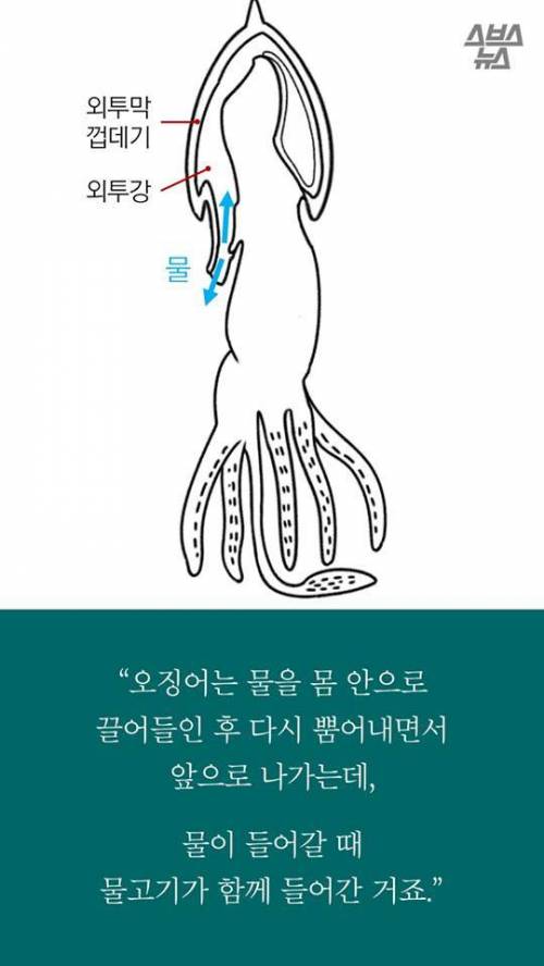 오징어 사서 배 갈랐는데.jpg