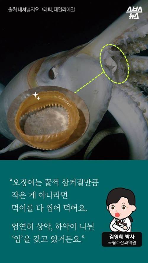 오징어 사서 배 갈랐는데.jpg