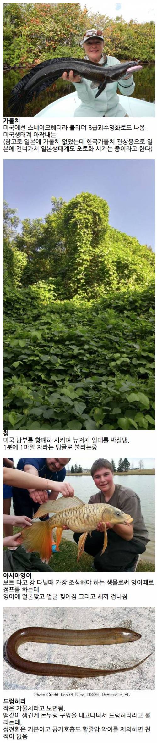 미국 생태계 파괴 중인 한국산 & 아시아산.jpg