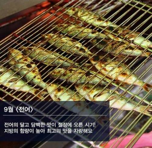 제철 해산물.jpg