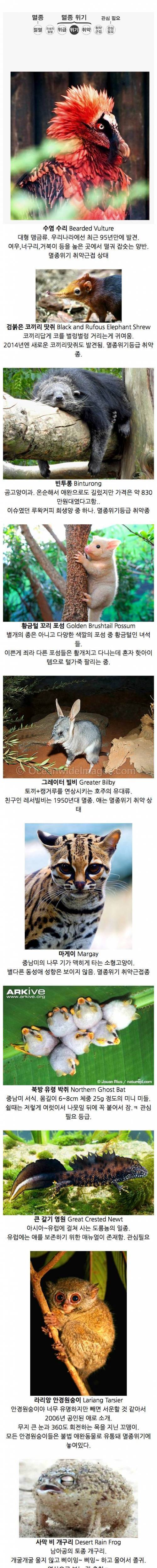 [스압] 당신이 처음 봤을 수도 있는 희귀동물.jpg