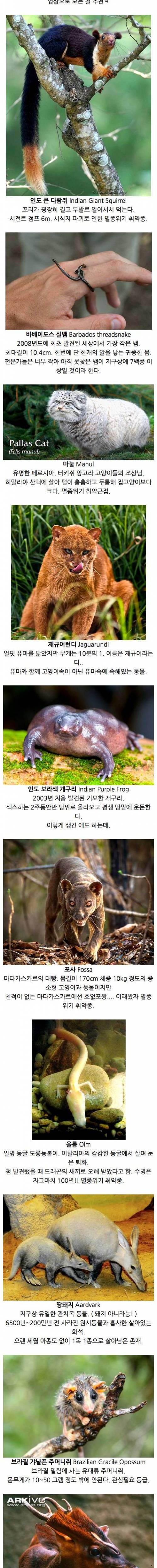 [스압] 당신이 처음 봤을 수도 있는 희귀동물.jpg