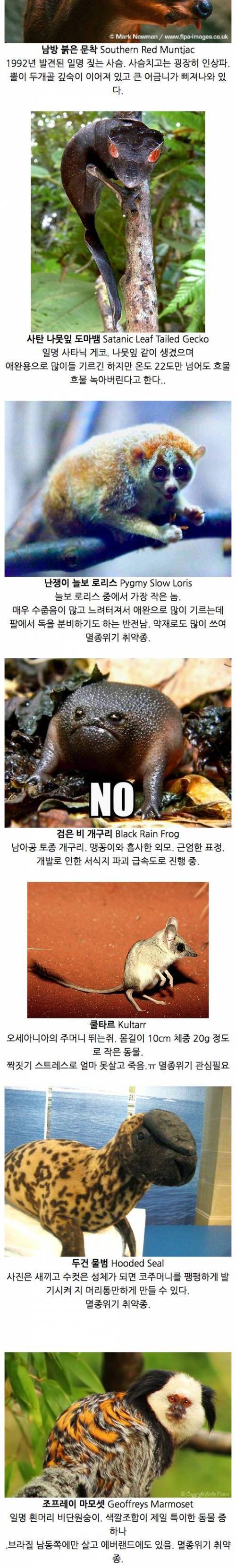 [스압] 당신이 처음 봤을 수도 있는 희귀동물.jpg