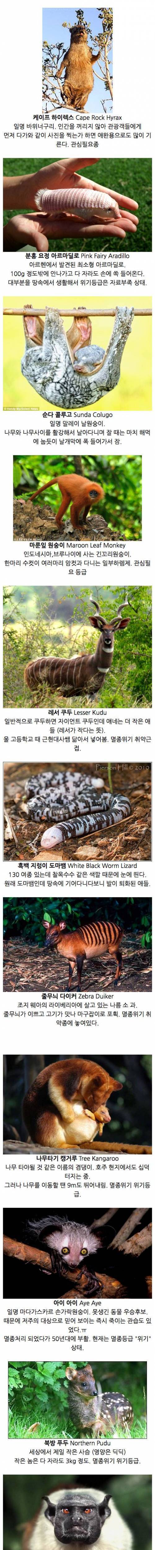 [스압] 당신이 처음 봤을 수도 있는 희귀동물.jpg