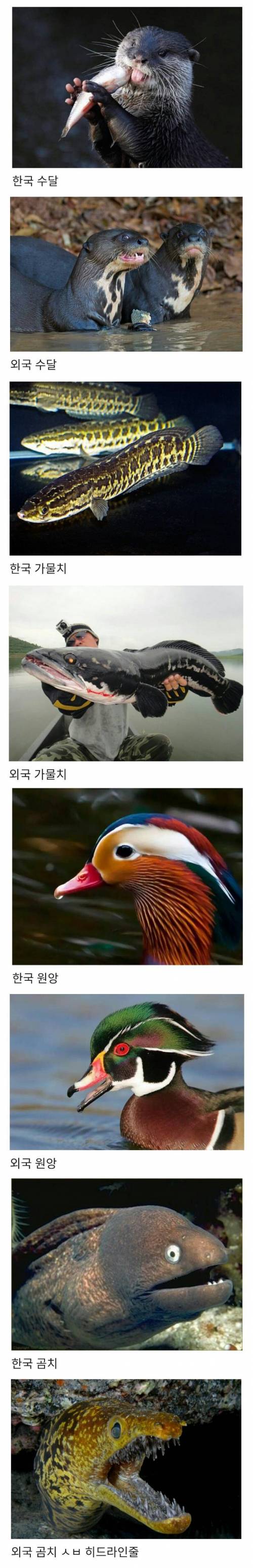 외국 vs 한국 동물비교.jpg