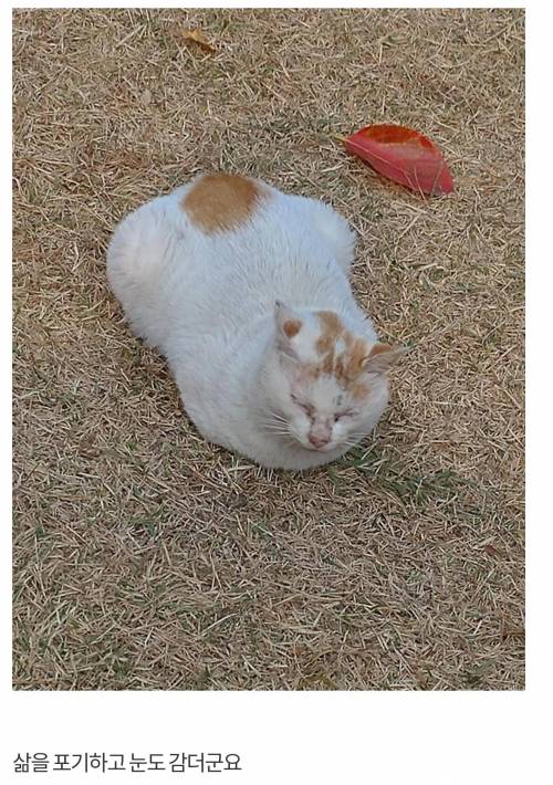 [극혐] 길고양이 맘에 안들어.. 팔다리를 뽑아버린 남자