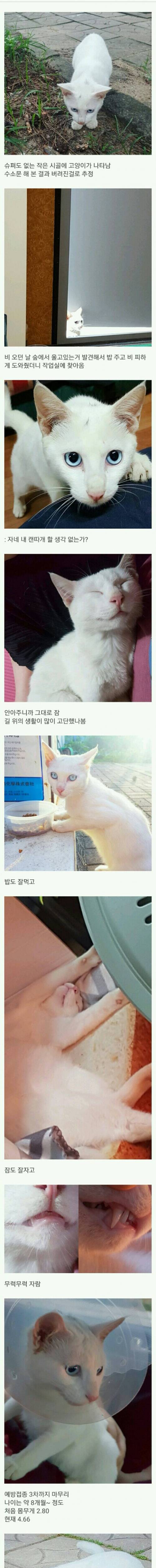 버려진 고양이의 삶.jpg