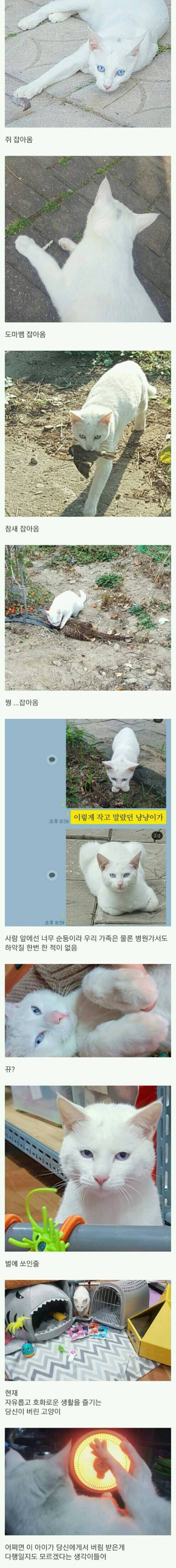 버려진 고양이의 삶.jpg