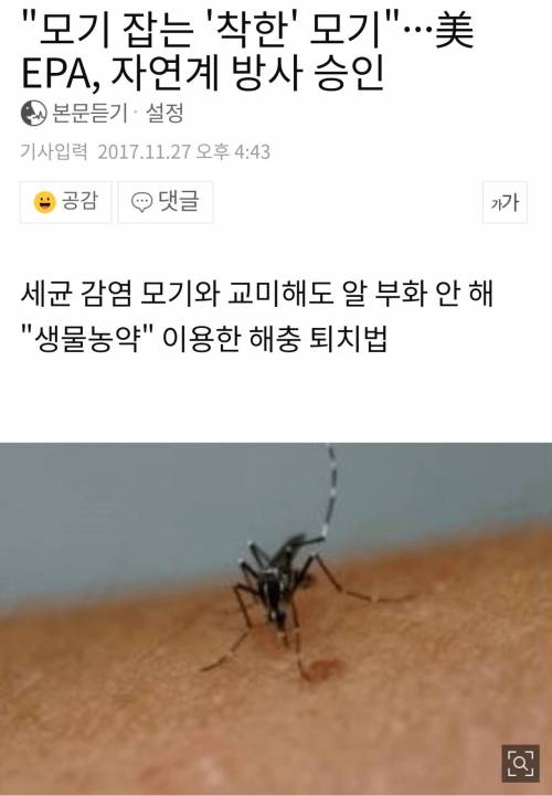 모기 잡는 모기 자연계 방사.jpg