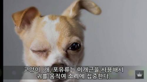 인간의 몸에 남은 진화의 흔적.jpg