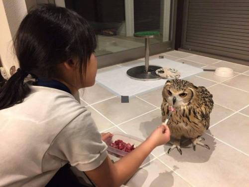 맛있는 간식을 먹은 올빼미 표정.jpg